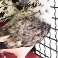 کبوترسوسکی درجه یک