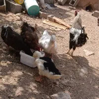 مرغ لری