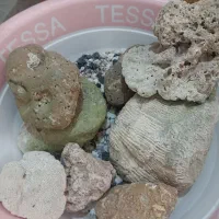 آکواریوم با چهارپایه فلزی|ماهی|کرمان, |دیوار