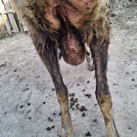 ۳ راس گوسفند آبس سنگین|حیوانات مزرعه|سیجوال, |دیوار