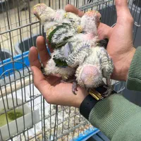 «جفت مولد خورشیدی با جوجه» کاسکو راهب شاه طوطی|پرنده|تهران, جیحون|دیوار