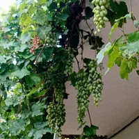 آبغوره طبیعی 200000|خوردنی و آشامیدنی|فیرورق, |دیوار