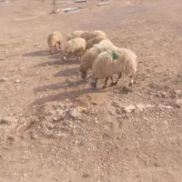 ۹راس میش جوان