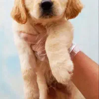 فروش سگ گلدن رتریور اصیل / همراهی وفادار برای شما