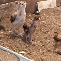 جوجه لاری نسل