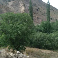 باغ وباغچه