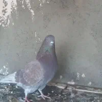 کبوتر نر سرخ