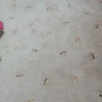موکت ۹متری پالاز