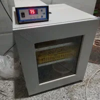 تخم لاری اصیل