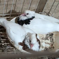 جوجه طوقی برا دستی کردن|پرنده|بندر ماهشهر, |دیوار