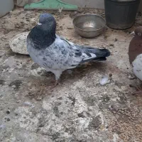 یک جفت کفتر نر وماده کله ای|پرنده|شیراز, درکی|دیوار