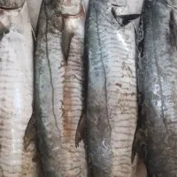 ماهی چابهار