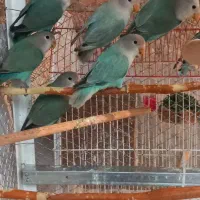 طوطی برزیلی مولد