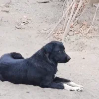 واگذاری توله لاس قهدریجونی