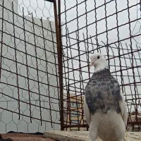 کبوتر طوقی|حیوانات|گنبد کاووس, |دیوار