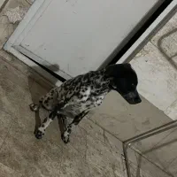 سگ دال میشن|سگ|شهریار, شهرک وائین|دیوار