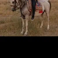 مادیان شکم طلا