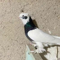 کفتر بهبهانی|پرنده|شیراز, حومه شیراز|دیوار