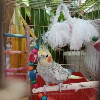 عروس هلندی نر