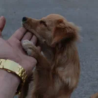 سگ گمشده|حیوانات|ورامین, خیر آباد|دیوار