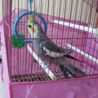 عروس هلندی|پرنده|شوشتر, |دیوار