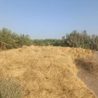 بیده علوفه یونجه