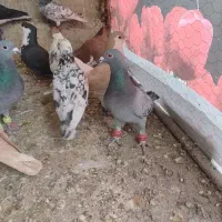 کفتر|پرنده|مشهد, آبکوه|دیوار