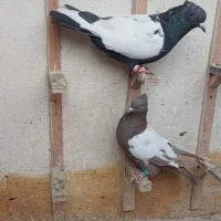 ۱۶ تا صید قلدر همشون جوون|پرنده|مشهد, ایثار|دیوار