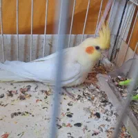 عروس هلندی