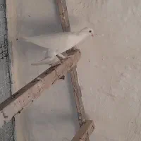 لوطی بالا اویناخ