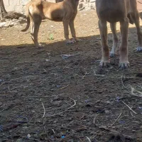 واگذاری توله سرابی