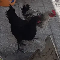 فروش یک جفت مرغ وخروس محلی اصیل