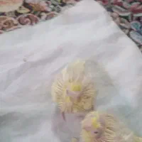 جوجه سرلاکی