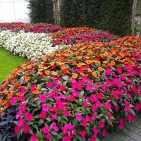 بذر انواع سبزیجات،صیفی‌جات،گلهای فصلی و کود