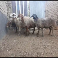 میش|حیوانات مزرعه|گلپایگان, |دیوار