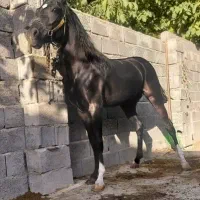 فروش کره نریون مشگی
