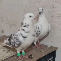 کبوتر فروشی|پرنده|گنبد کاووس, |دیوار