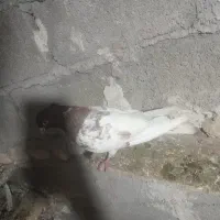 کبوتر نر|حیوانات|پارس‌آباد, |دیوار