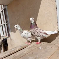 کفتر سرور نر و ماده آس