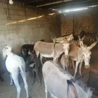 ی الاغ نرگم کردم