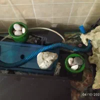 اکواریوم شیشه خم|ماهی|کرج, پیشاهنگی|دیوار