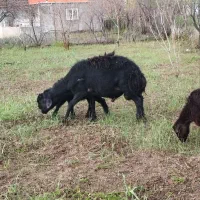 قوچ قر قزل اصل دوقلو زا درجه یک جوان فی ۶۵