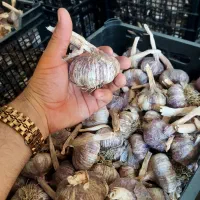 سیر بذری درجه۱ سوپر لوکس