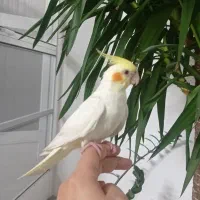 عروس لوتینو