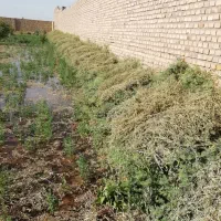 فروش علف خشک