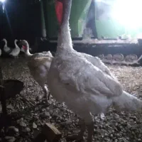 بوقلمون گوشتی