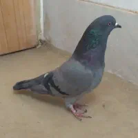 کبوترپرشیگرو.سرخ.سبز.|پرنده|برخوار, |دیوار