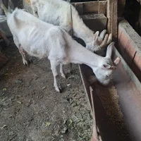 2 عدد بز سانن شیری