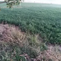 سلام-اجاره-زمین-کشاورزی-دارم-هشتصد-جریب-با-آب-خوب