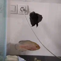 آکواریوم بزرگ